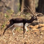 Blackbuck (Antilope cervicapra) - Male @ Kanha National Park, India. Photo: Håvard Rosenlund