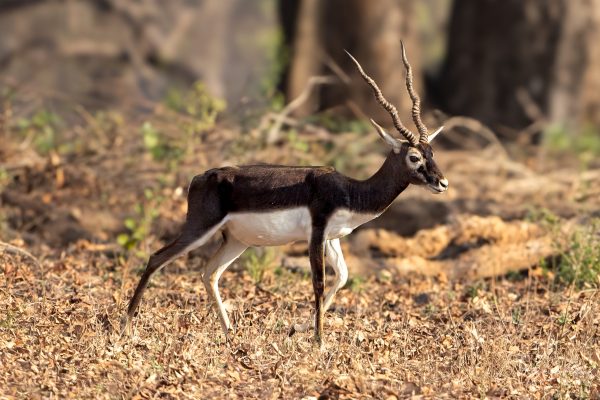 Hjorteantilope (Antilope cervicapra) - Hann @ Kanha National Park, India. Foto: Håvard Rosenlund