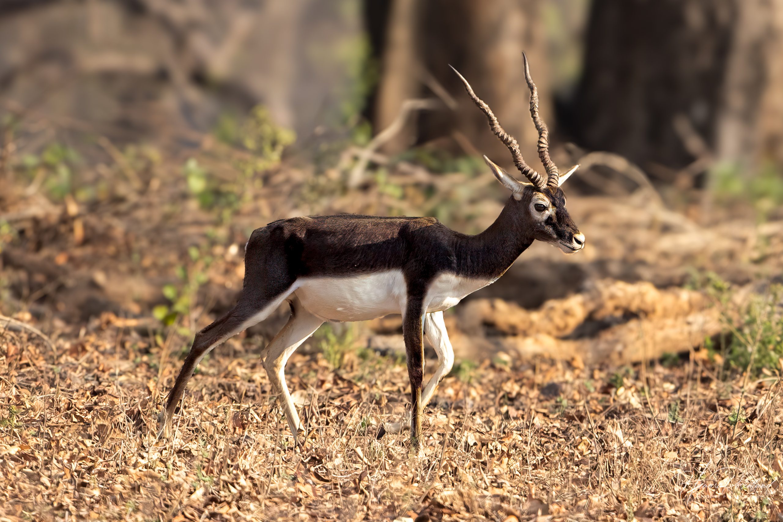 Hjorteantilope (Antilope cervicapra) - Hann @ Kanha National Park, India. Foto: Håvard Rosenlund