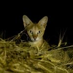 Jungle Cat (Felis chaus) @ Satpura National Park, India. Photo: Håvard Rosenlund