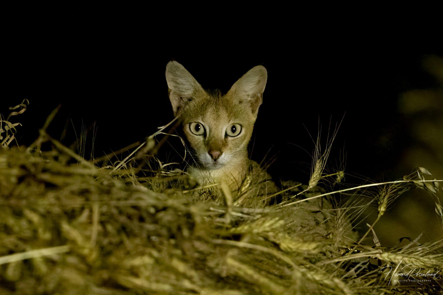 Jungle Cat (Felis chaus) @ Satpura National Park, India. Photo: Håvard Rosenlund