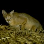 Jungle Cat (Felis chaus) @ Satpura National Park, India. Photo: Håvard Rosenlund