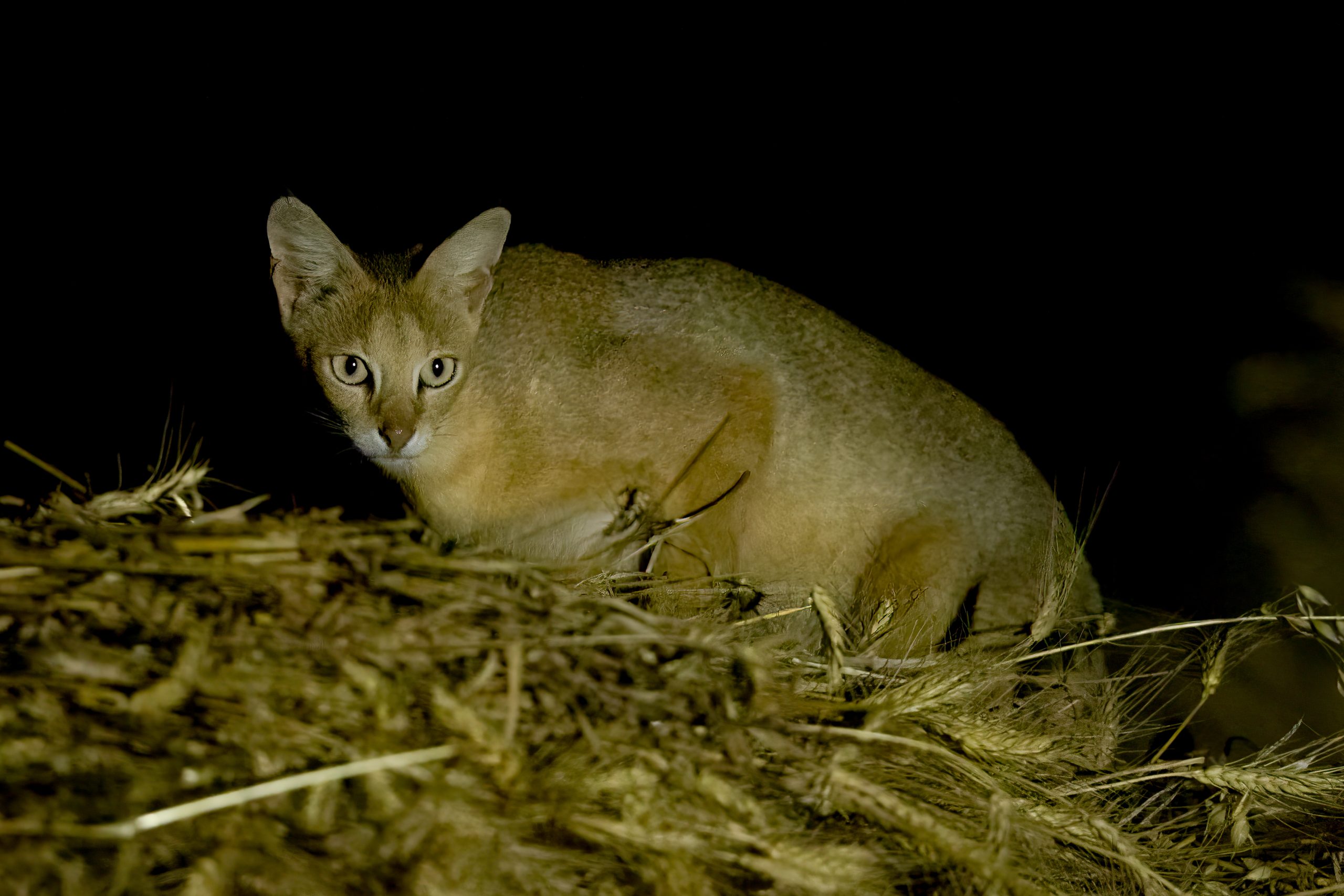Jungle Cat (Felis chaus) @ Satpura National Park, India. Photo: Håvard Rosenlund