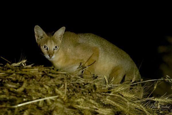 Jungelkatt (Felis chaus) @ Satpura National Park, India. Foto: Håvard Rosenlund