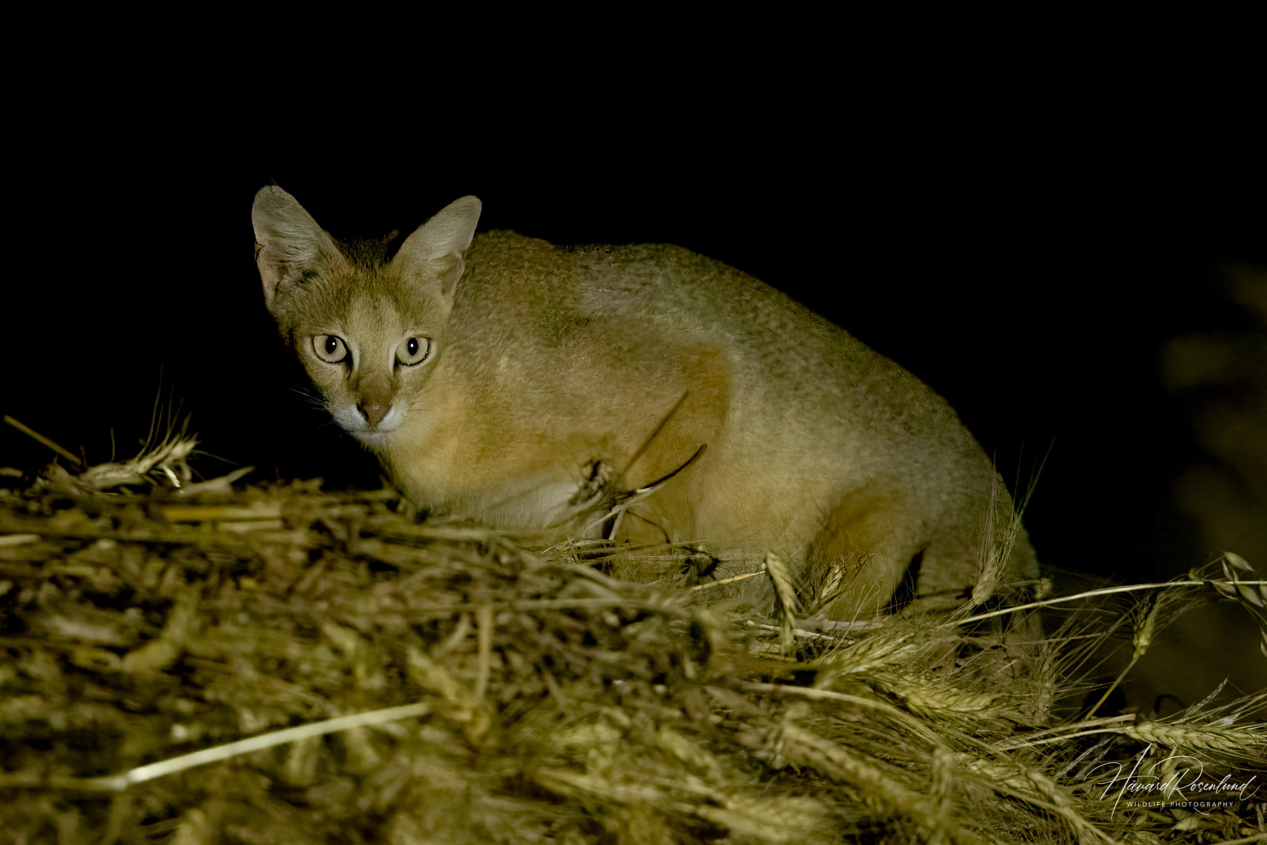 Jungelkatt (Felis chaus) @ Satpura National Park, India. Foto: Håvard Rosenlund
