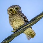 Spotted Owlet (Athene brama) @ Satpura National Park, India. Photo: Håvard Rosenlund