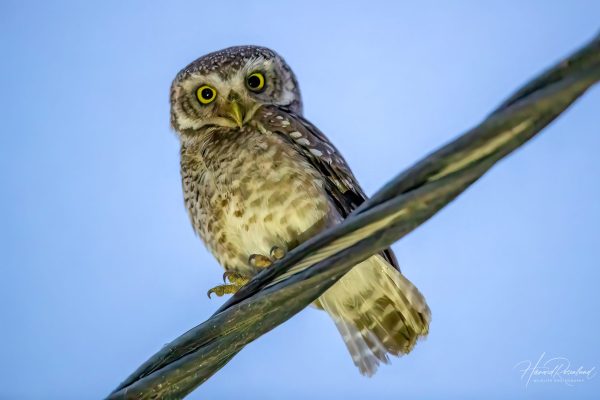 Tempelugle (Athene brama) @ Satpura nasjonalpark, India. Foto: Håvard Rosenlund