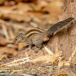 Indian Palm Squirrel (Funambulus palmarum) @ Kanha National Park, India. Photo: Håvard Rosenlund