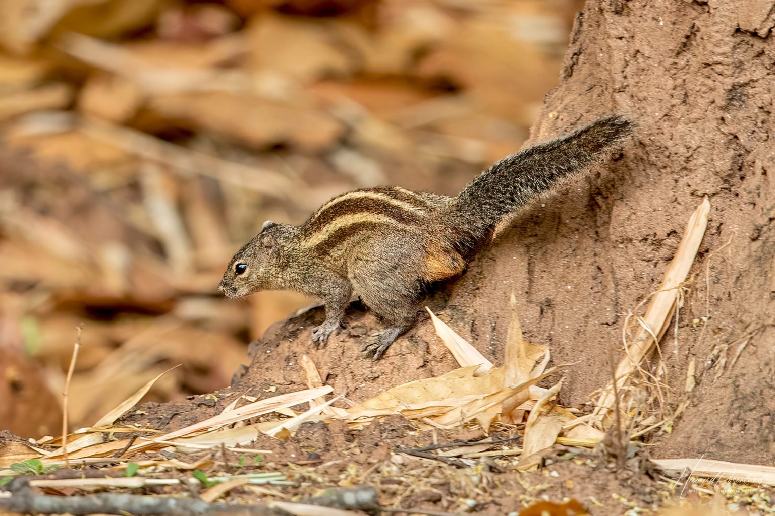 Indian Palm Squirrel (Funambulus palmarum) @ Kanha National Park, India. Photo: Håvard Rosenlund