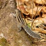 Indian Palm Squirrel (Funambulus palmarum) @ Kanha National Park, India. Photo: Håvard Rosenlund