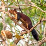 Indian Giant Squirrel (Ratufa indica) in Satpura National Park, India
