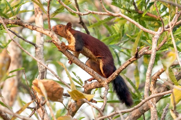 Indiakjempeekorn (Ratufa indica) i Satpura nasjonalpark, India