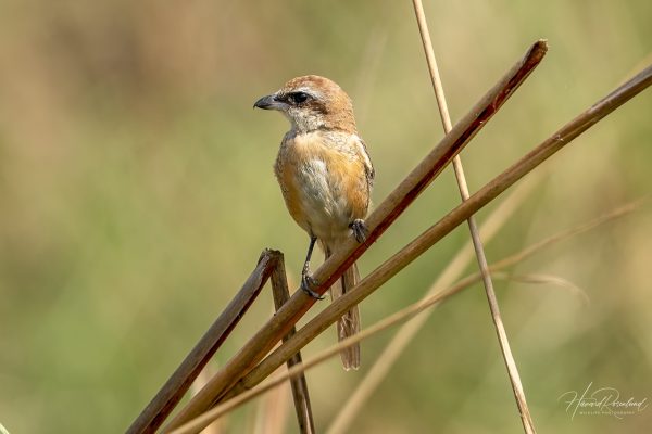 Brunvarsler (Lanius cristatus) @ Kanha National Park, India. Foto: Håvard Rosenlund