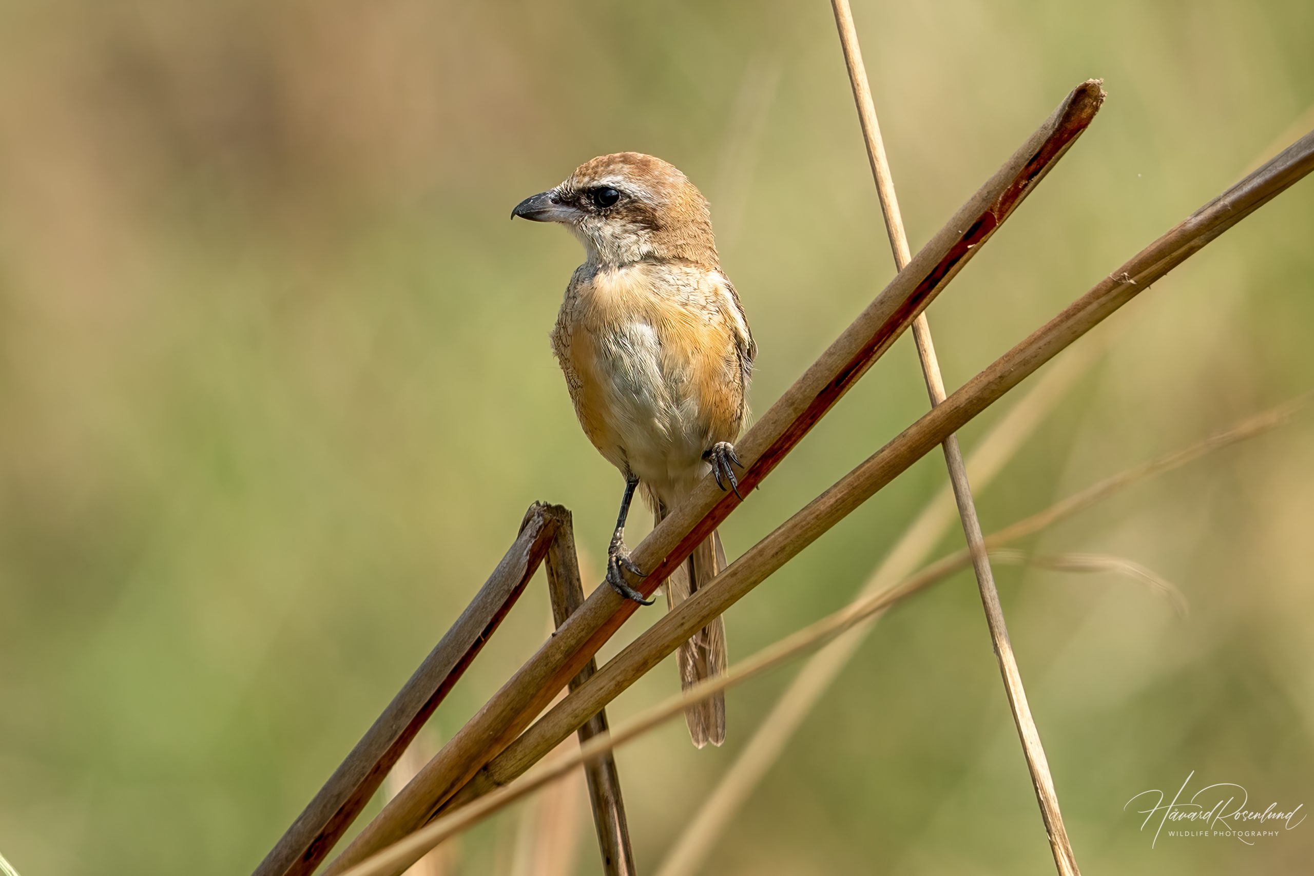 Brunvarsler (Lanius cristatus) @ Kanha National Park, India. Foto: Håvard Rosenlund