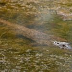 Mugger Crocodile (Crocodylus palustris) in Satpura National Park, India