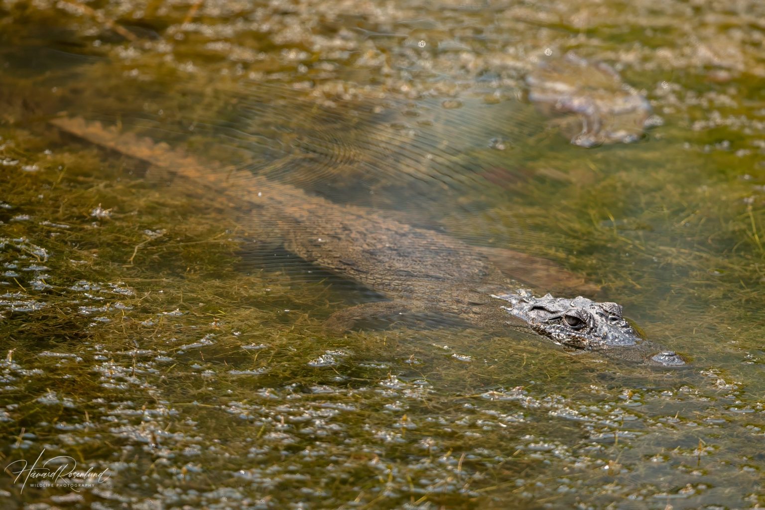 Mugger Crocodile (Crocodylus palustris) in Satpura National Park, India