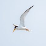 Little Tern (Sternula albifrons) in Satpura National Park, India
