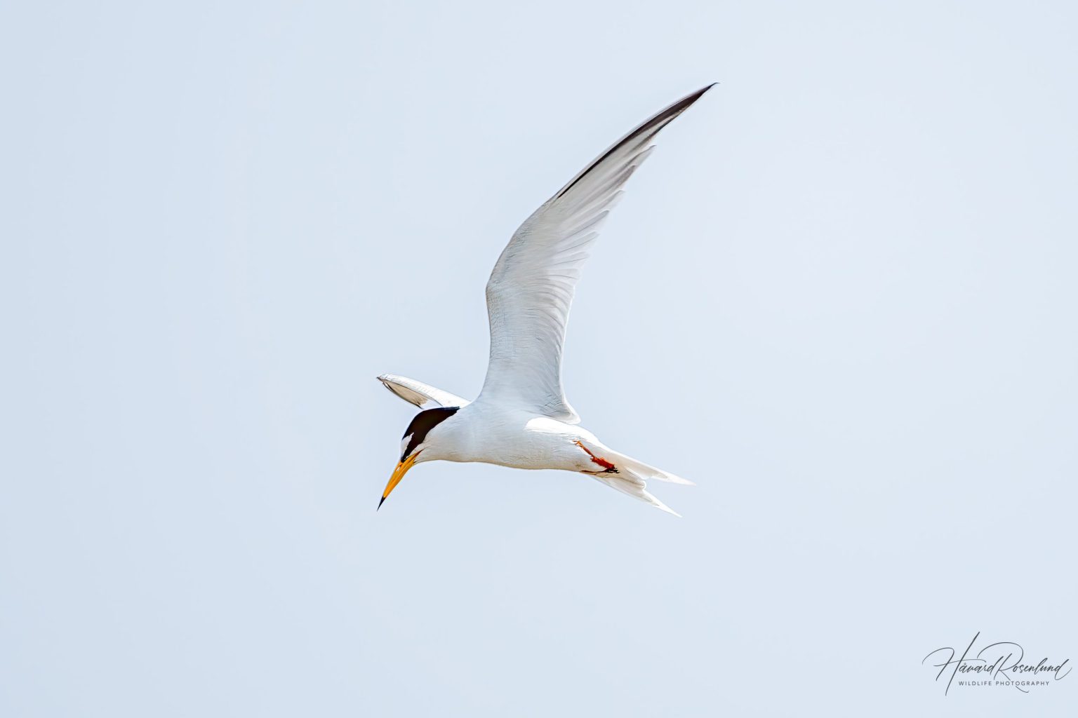 Little Tern (Sternula albifrons) in Satpura National Park, India