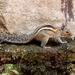 Indian Palm Squirrel (Funambulus palmarum) @ Satpura National Park, India. Photo: Håvard Rosenlund