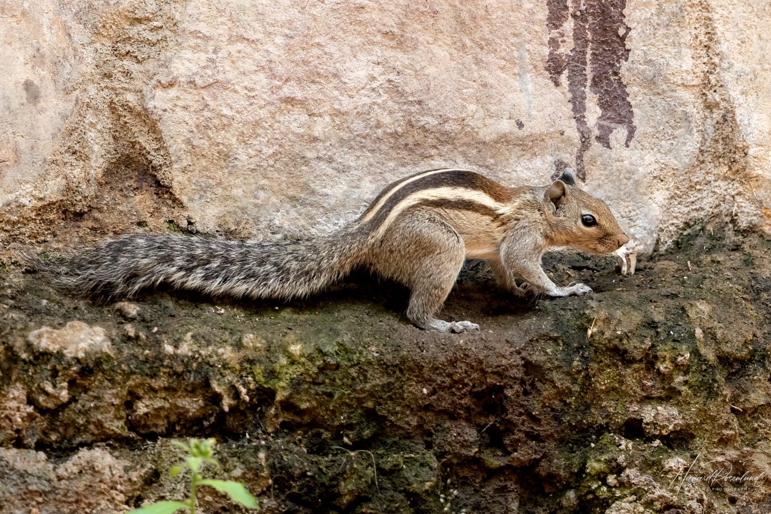 Indian Palm Squirrel (Funambulus palmarum) @ Satpura National Park, India. Photo: Håvard Rosenlund