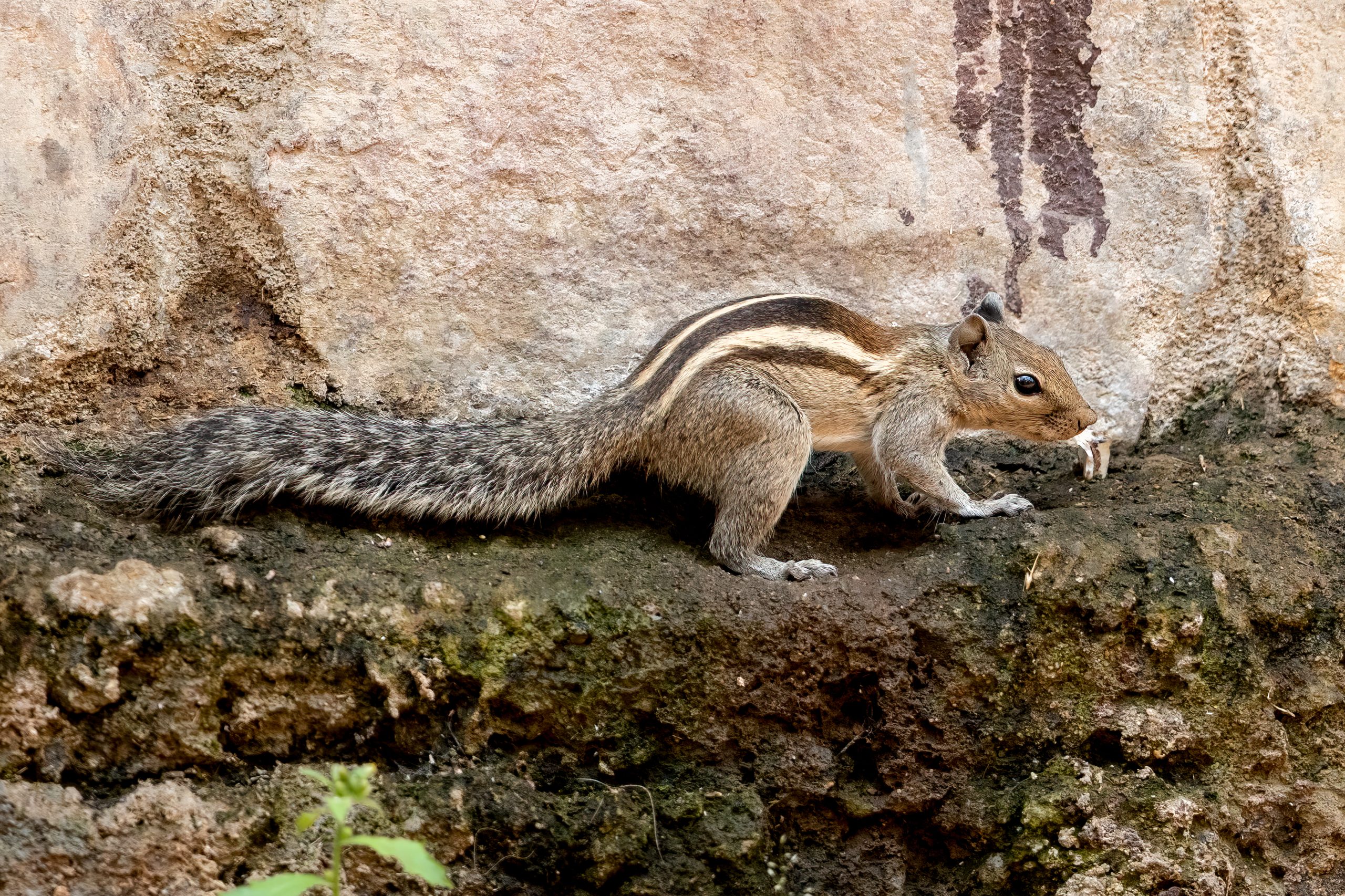 Indian Palm Squirrel (Funambulus palmarum) @ Satpura National Park, India. Photo: Håvard Rosenlund