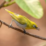 Indian White-eye (Zosterops palpebrosus) @ Satpura National Park, India. Photo: Håvard Rosenlund