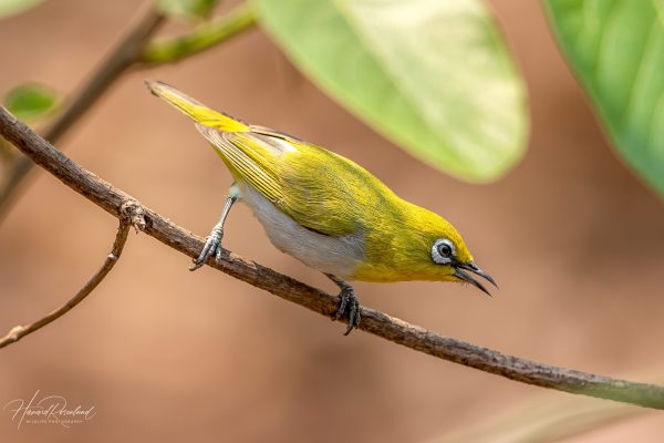 Lundbrillefugl (Zosterops palpebrosus) @ Satpura National Park, India. Foto: Håvard Rosenlund