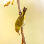Indian White-eye (Zosterops palpebrosus) @ Satpura National Park, India. Photo: Håvard Rosenlund