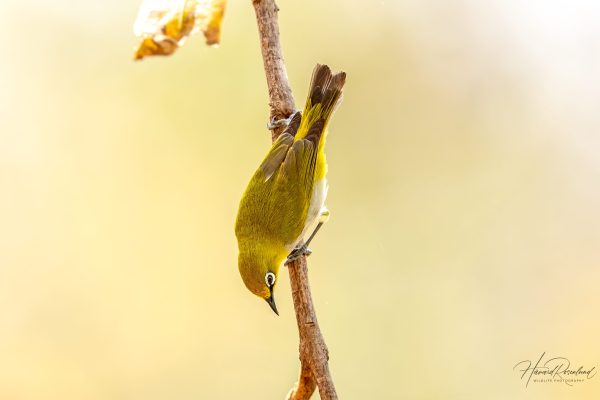 Lundbrillefugl (Zosterops palpebrosus) @ Satpura National Park, India. Foto: Håvard Rosenlund