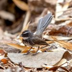 White-spotted Fantail (Rhipidura albogularis) @ Satpura National Park, India. Photo: Håvard Rosenlund