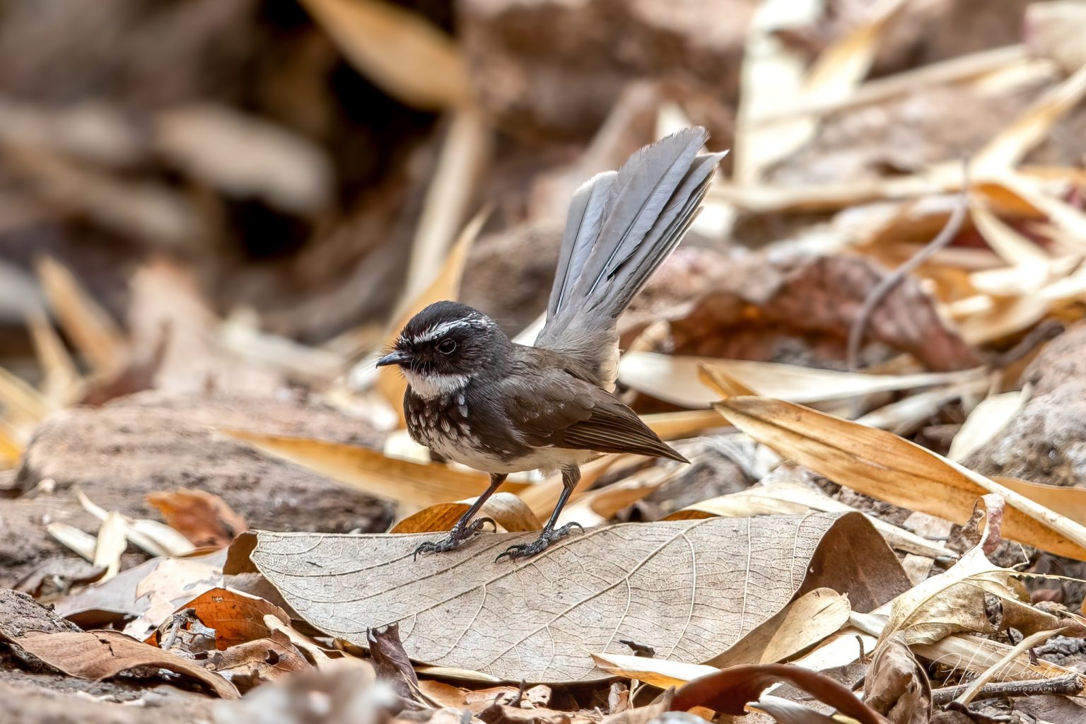 White-spotted Fantail (Rhipidura albogularis) @ Satpura National Park, India. Photo: Håvard Rosenlund