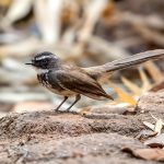 White-spotted Fantail (Rhipidura albogularis) @ Satpura National Park, India. Photo: Håvard Rosenlund