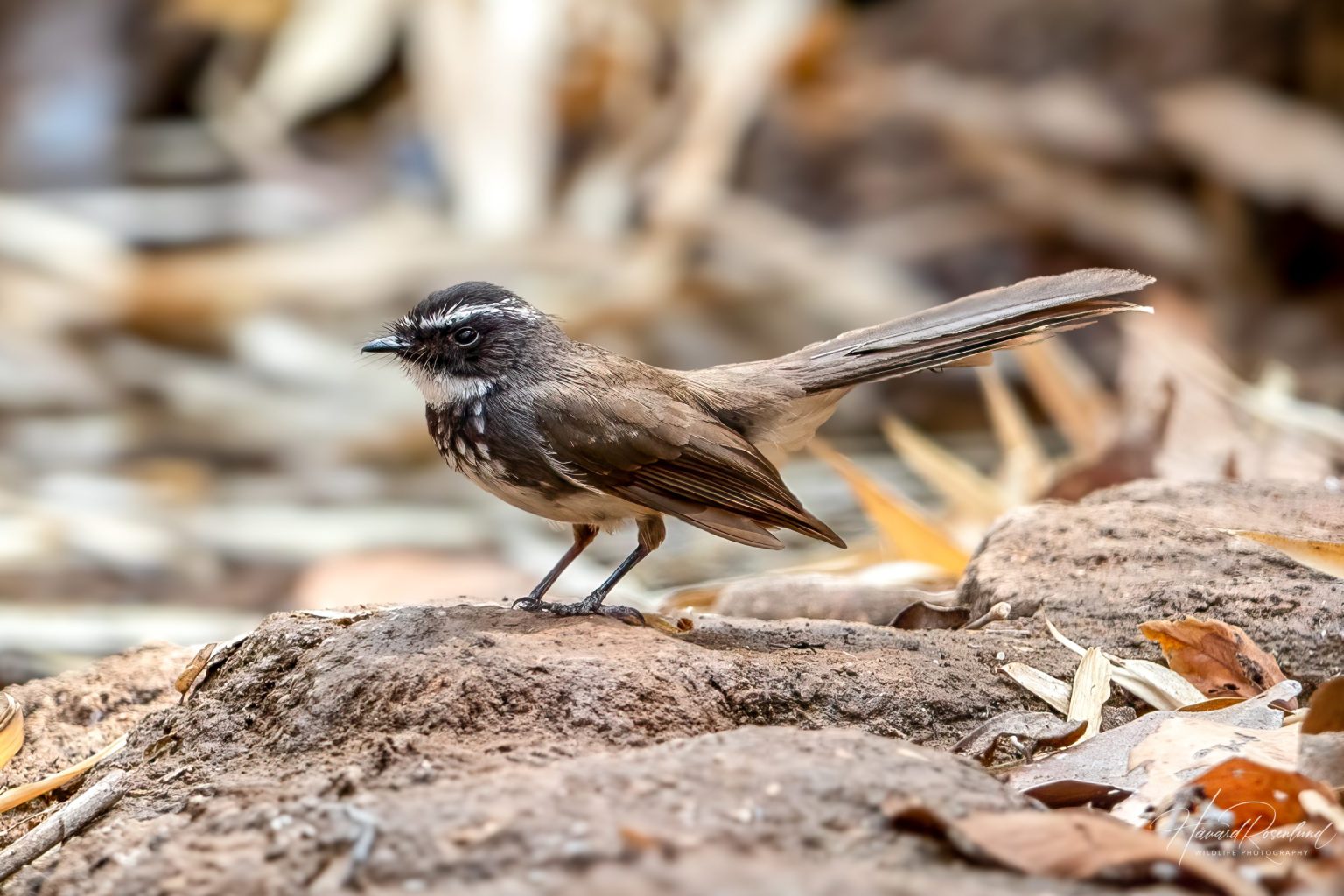 White-spotted Fantail (Rhipidura albogularis) @ Satpura National Park, India. Photo: Håvard Rosenlund