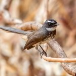 White-spotted Fantail (Rhipidura albogularis) @ Satpura National Park, India. Photo: Håvard Rosenlund