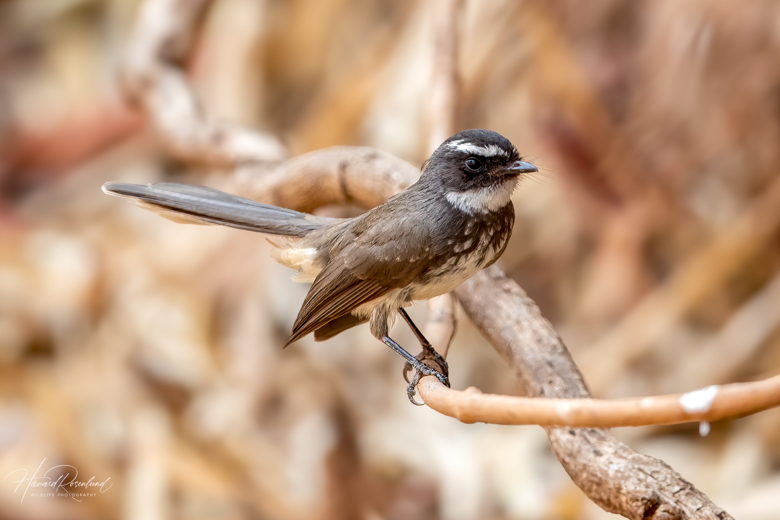 Flekkbrystviftestjert (Rhipidura albogularis) @ Satpura National Park, India. Foto: Håvard Rosenlund