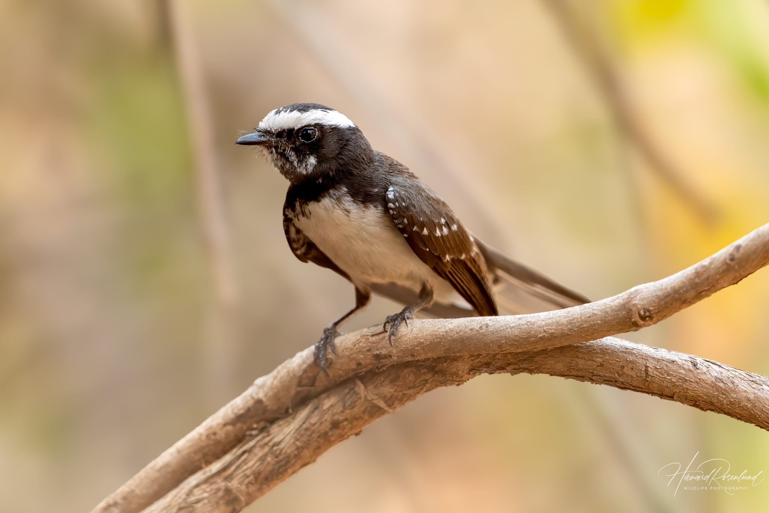 Hvitbrynviftestjert (Rhipidura aureola) @ Satpura National Park, India. Foto: Håvard Rosenlund