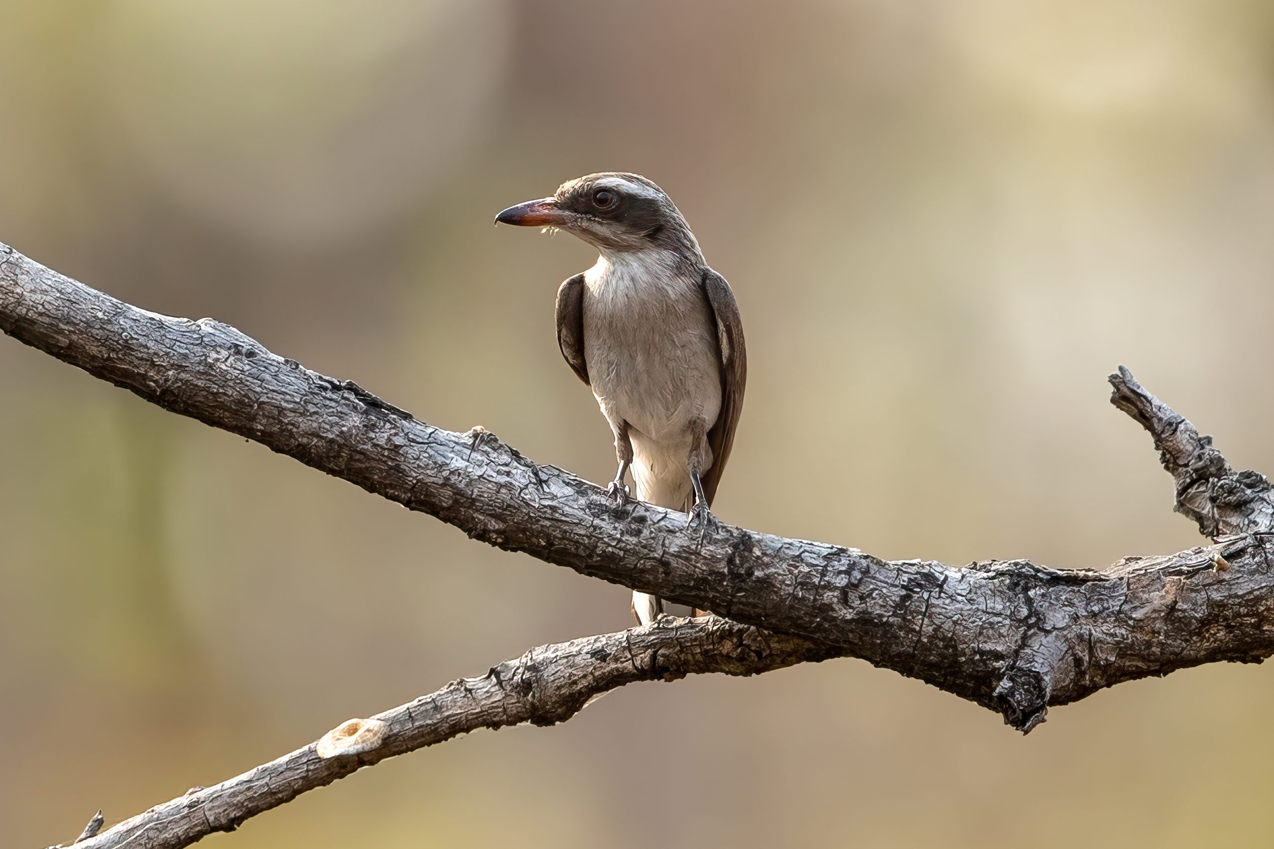 Common Woodshrike (Tephrodornis pondicerianus) @ Satpura National Park, India. Photo: Håvard Rosenlund