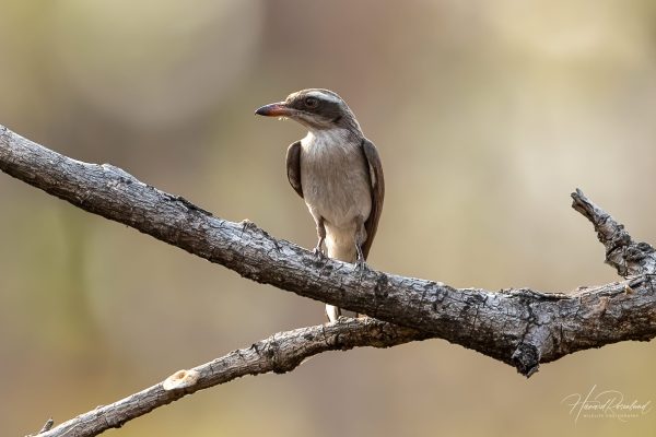 Hvitbrynaskefugl (Tephrodornis pondicerianus) @ Satpura National Park, India. Foto: Håvard Rosenlund