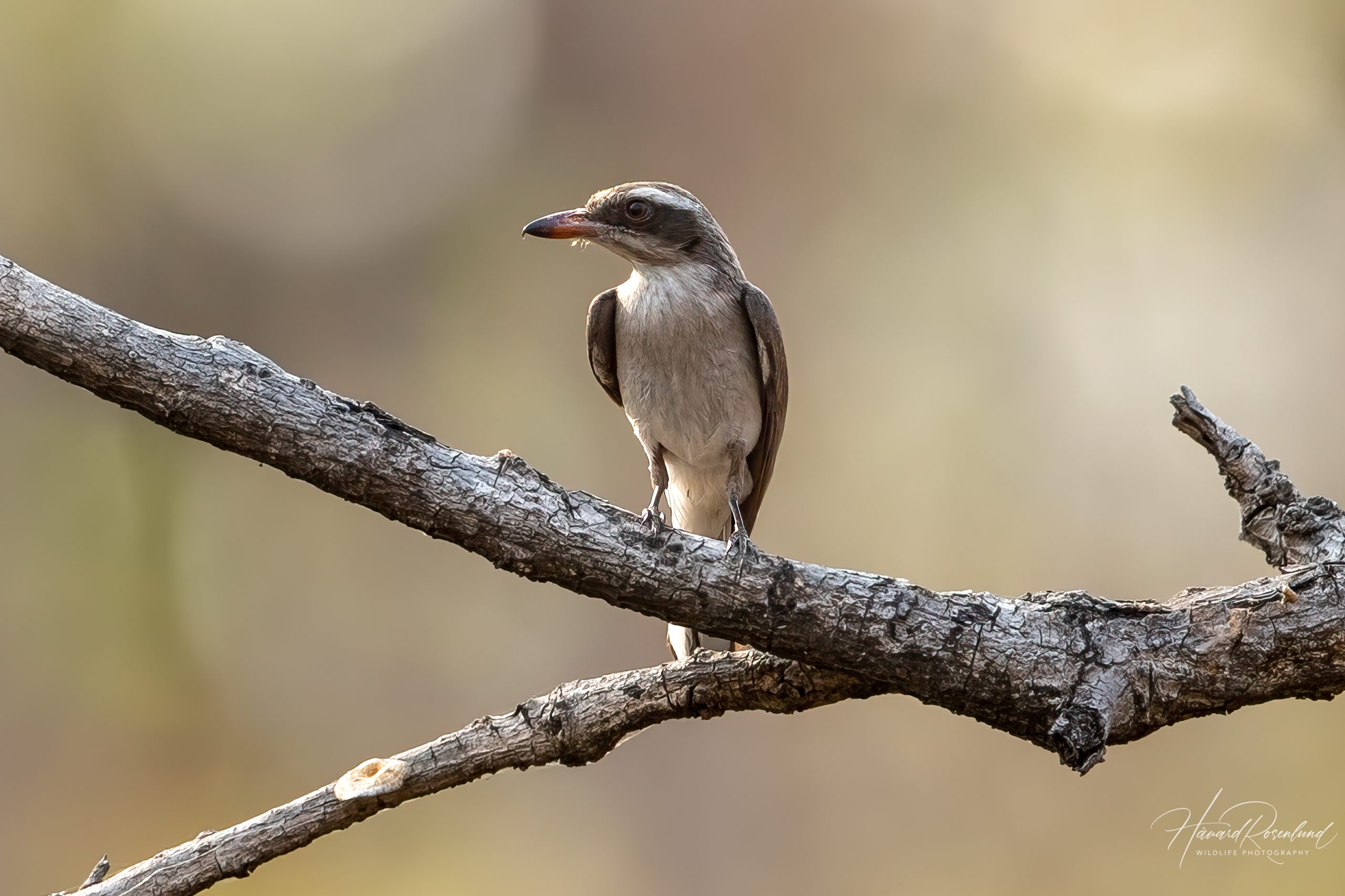 Hvitbrynaskefugl (Tephrodornis pondicerianus) @ Satpura National Park, India. Foto: Håvard Rosenlund