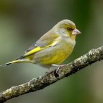 European Greenfinch (Chloris chloris) @ Nordre Øyeren Nature Reserve, Norway. Photo: Håvard Rosenlund