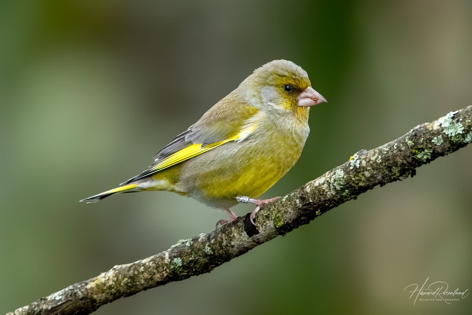 European Greenfinch (Chloris chloris) @ Nordre Øyeren Nature Reserve, Norway. Photo: Håvard Rosenlund