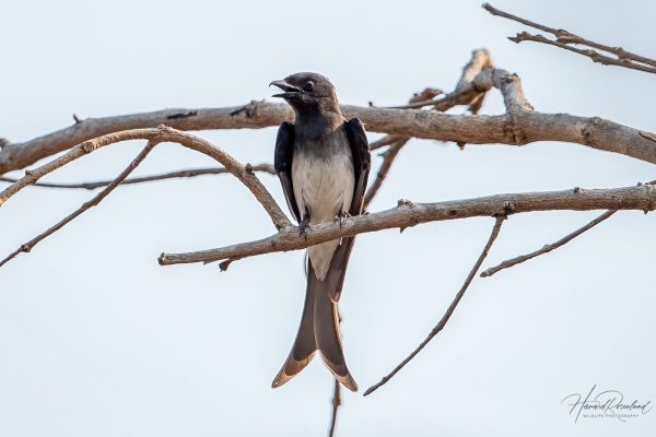 Hvitbukdrongo (Dicrurus caerulescens) @ Satpura National Park, India. Foto: Håvard Rosenlund