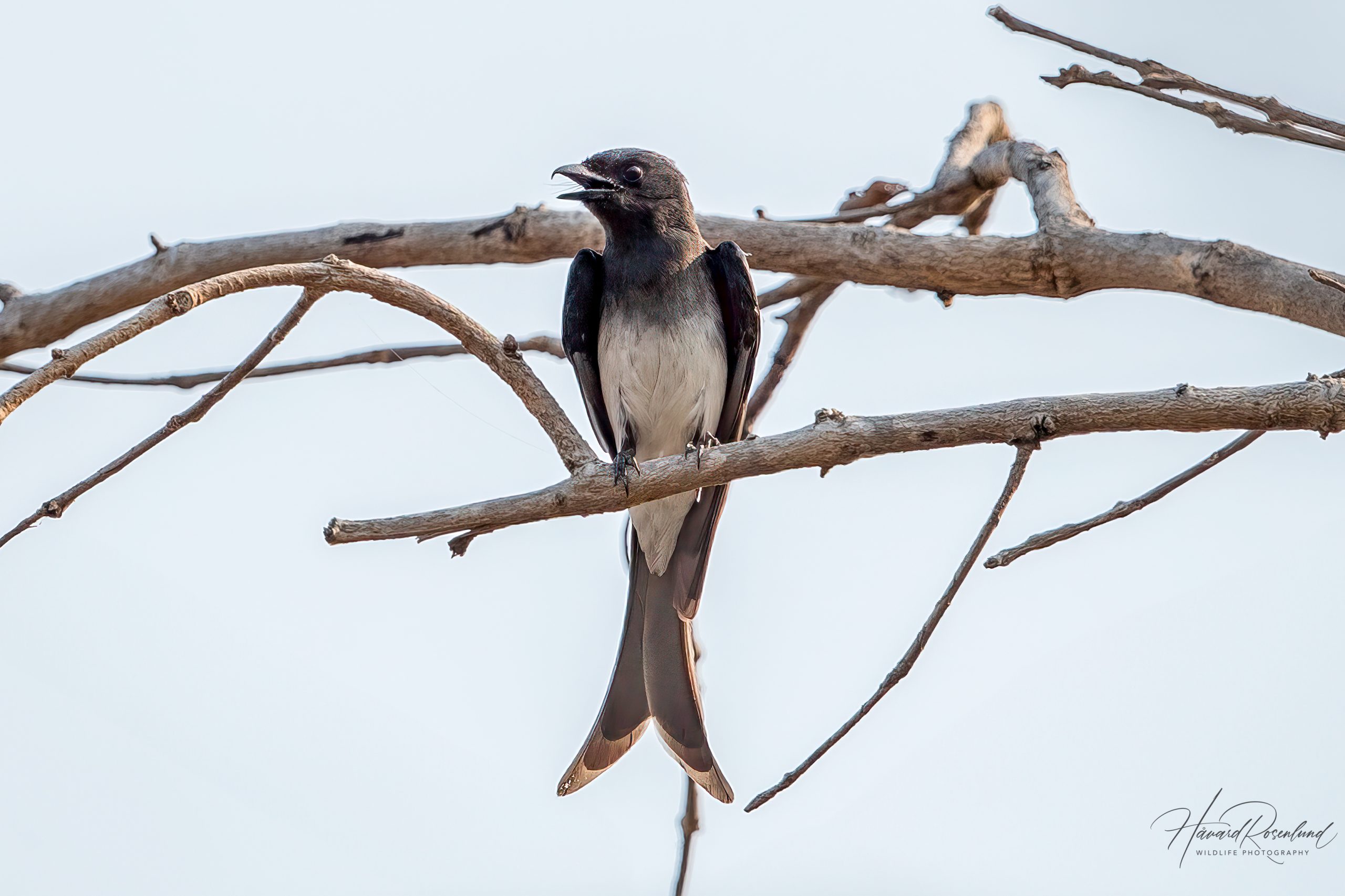 Hvitbukdrongo (Dicrurus caerulescens) @ Satpura National Park, India. Foto: Håvard Rosenlund