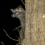 Northern Palm Civet (Paradoxurus hermaphroditus) @ Kanha National Park, India. Photo: Håvard Rosenlund