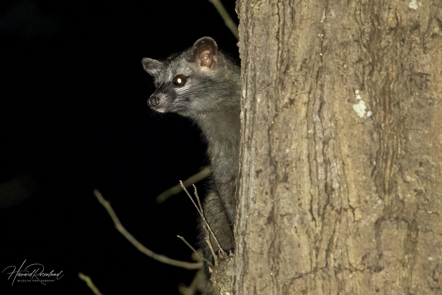 Northern Palm Civet (Paradoxurus hermaphroditus) @ Kanha National Park, India. Photo: Håvard Rosenlund