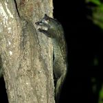 Northern Palm Civet (Paradoxurus hermaphroditus) @ Kanha National Park, India. Photo: Håvard Rosenlund