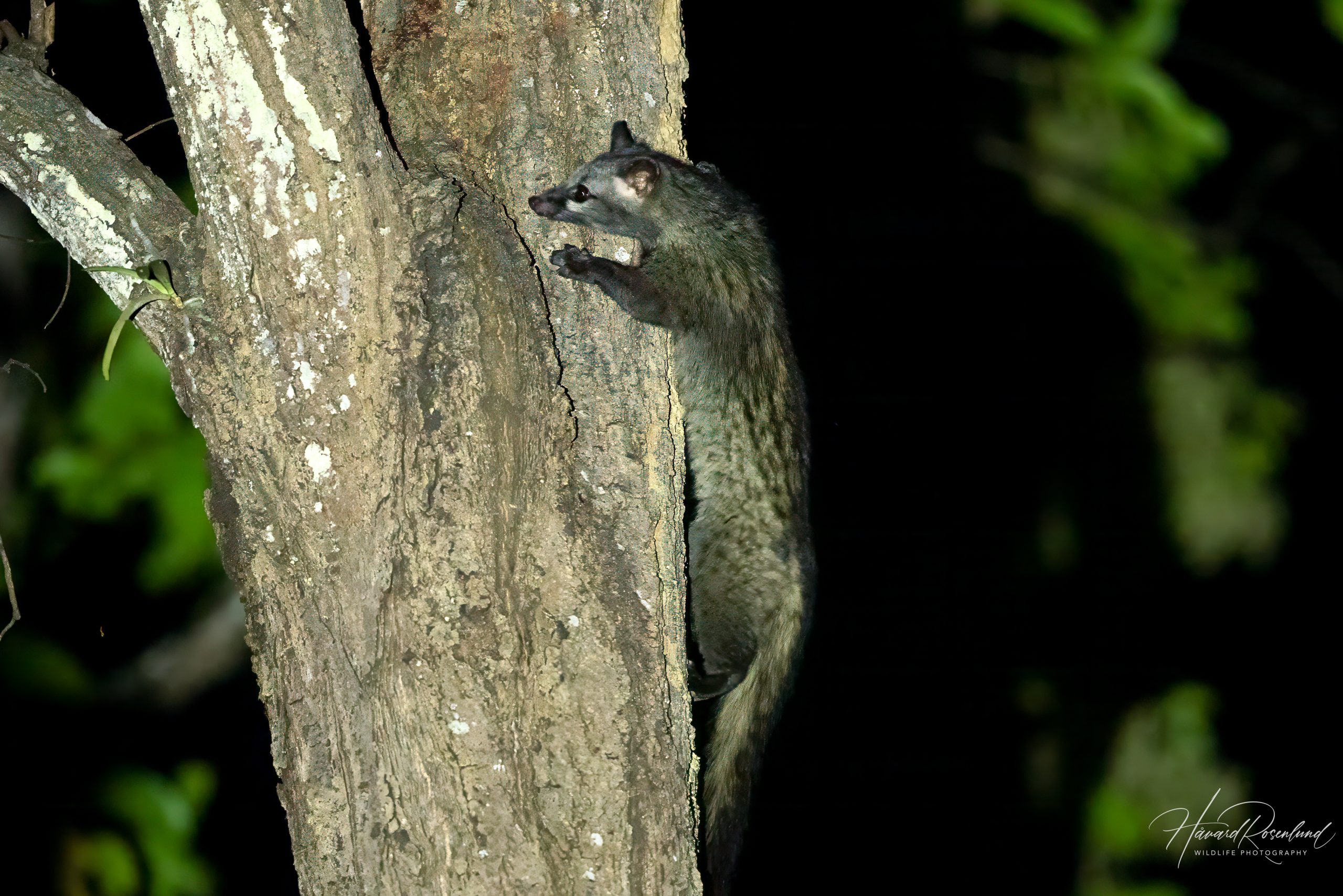 Nordpalmemår (Paradoxurus hermaphroditus) @ Kanha National Park, India. Foto: Håvard Rosenlund