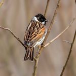 Sivspurv (Emberiza schoeniclus) - Hannfugl @ Nordre Øyeren Naturreservat. Foto: Håvard Rosenlund