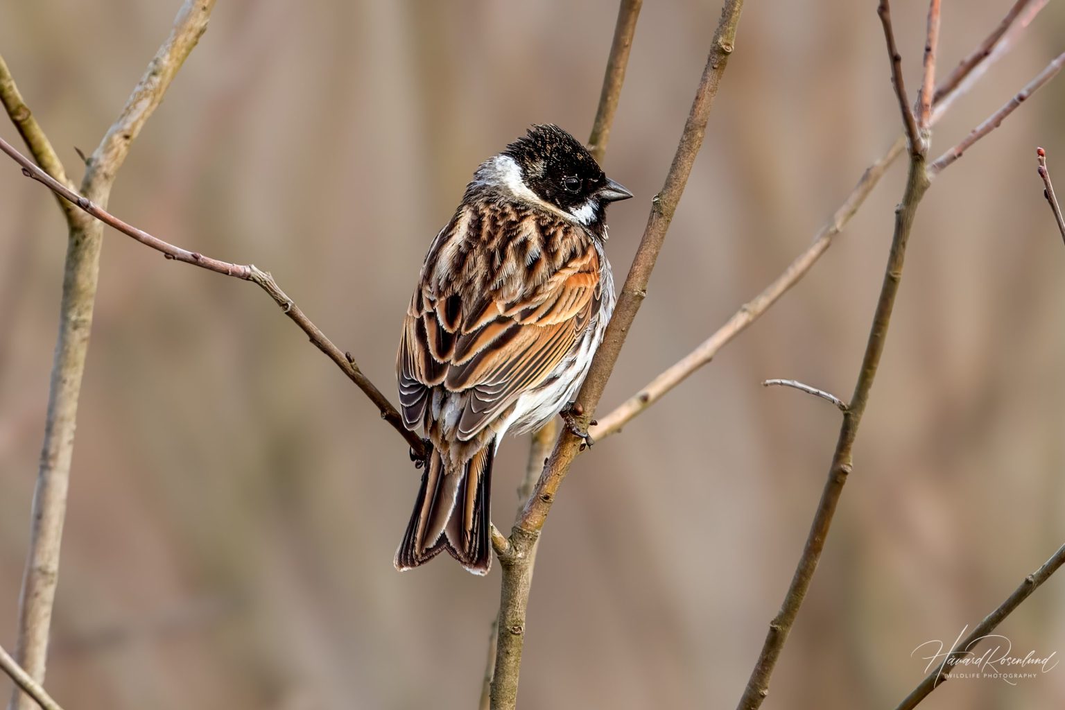 Sivspurv (Emberiza schoeniclus) - Hannfugl @ Nordre Øyeren Naturreservat. Foto: Håvard Rosenlund