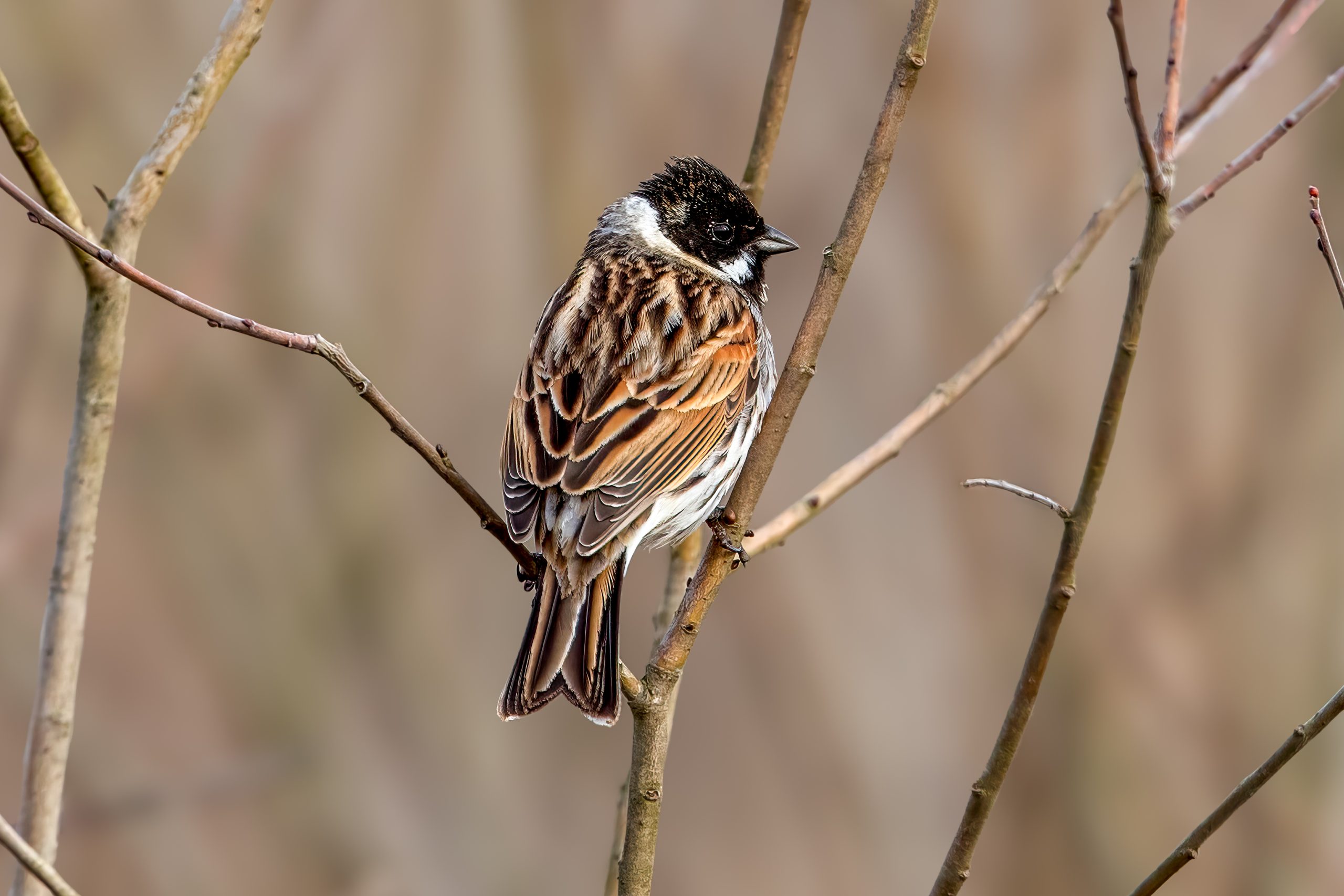 Reed Bunting (Emberiza schoeniclus) - Male @ Nordre Øyeren Nature Reserve, Norway. Photo: Håvard Rosenlund